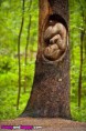 /album/krasne-umeni/beautiful-carved-into-a-tree-trunk-jpg/